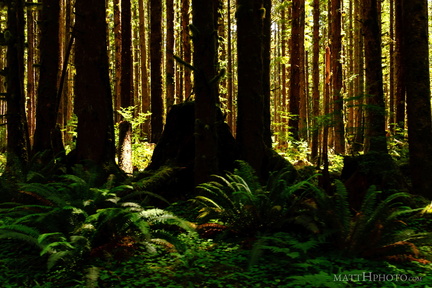 This is the forest primeval. The murmuring pines and the hemlocks...