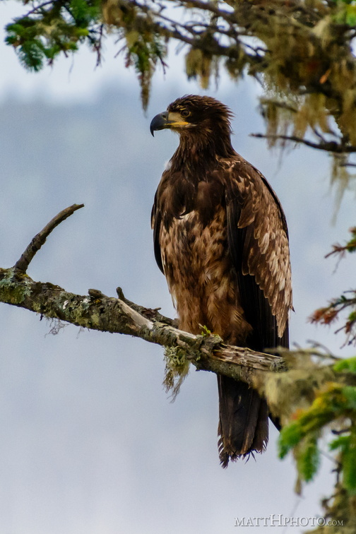 Eagle in Tree