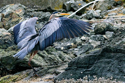 Heron on the Rocks