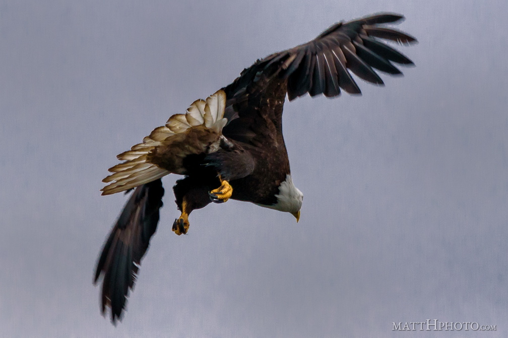 Do the eagles have large talons?