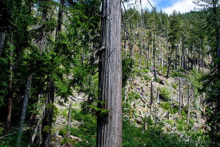 Forest wasteland