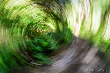 Forest Swirly