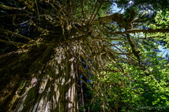 Ancient Cedar