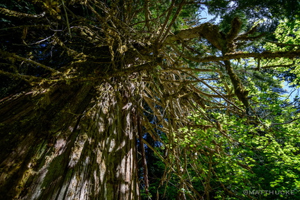 Ancient Cedar