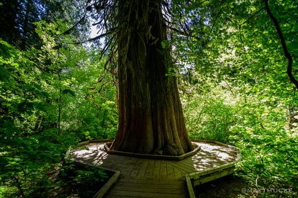 Ancient Cedar