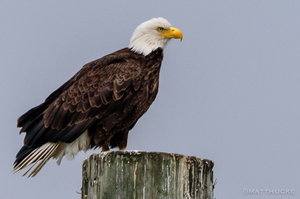 just standing on a post, watching the boats