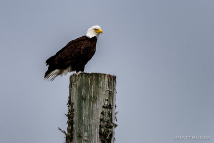 Eagle on post