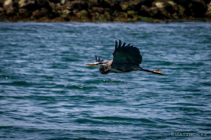 Blue Heron