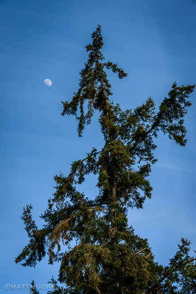 Tree and Moon