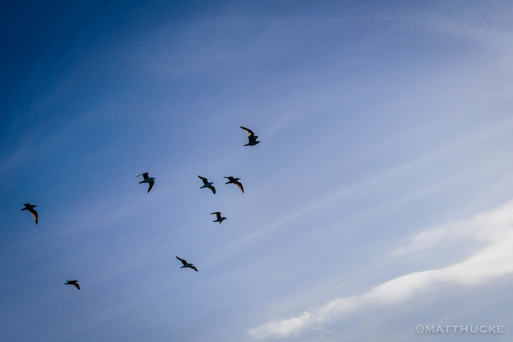 Under seagulls