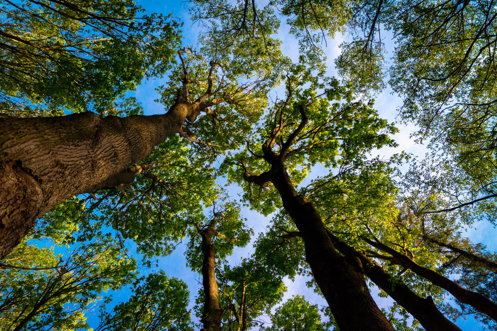 Maple Canopy