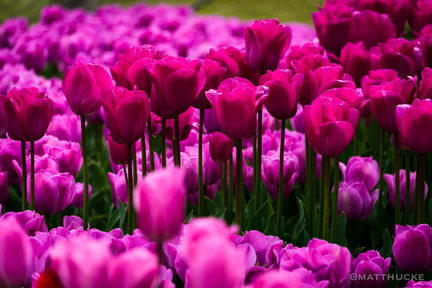 Washington Tulips