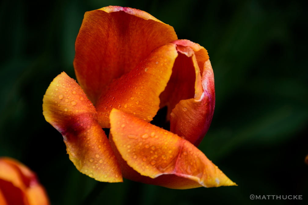 Washington Tulips