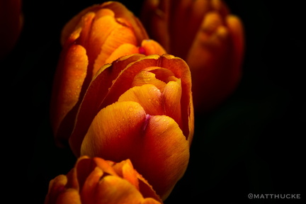 Washington Tulips