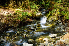 Tiny Falls by the Duckabush River