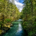 By the river, the trees