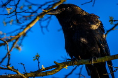 Fine Feathered Friend