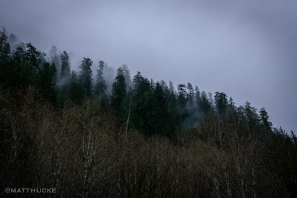 Treetops in the Mist