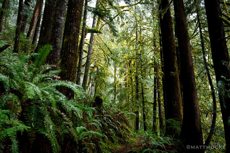 Forest of Trees