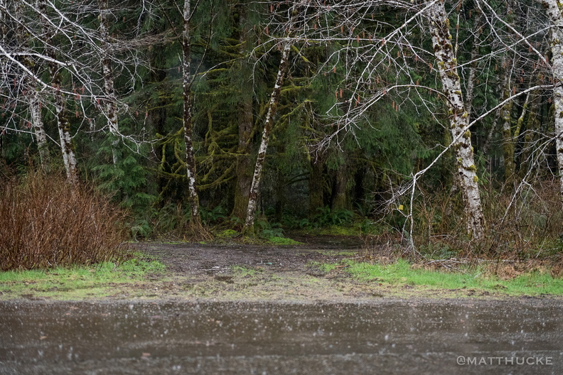 Alders and the rain