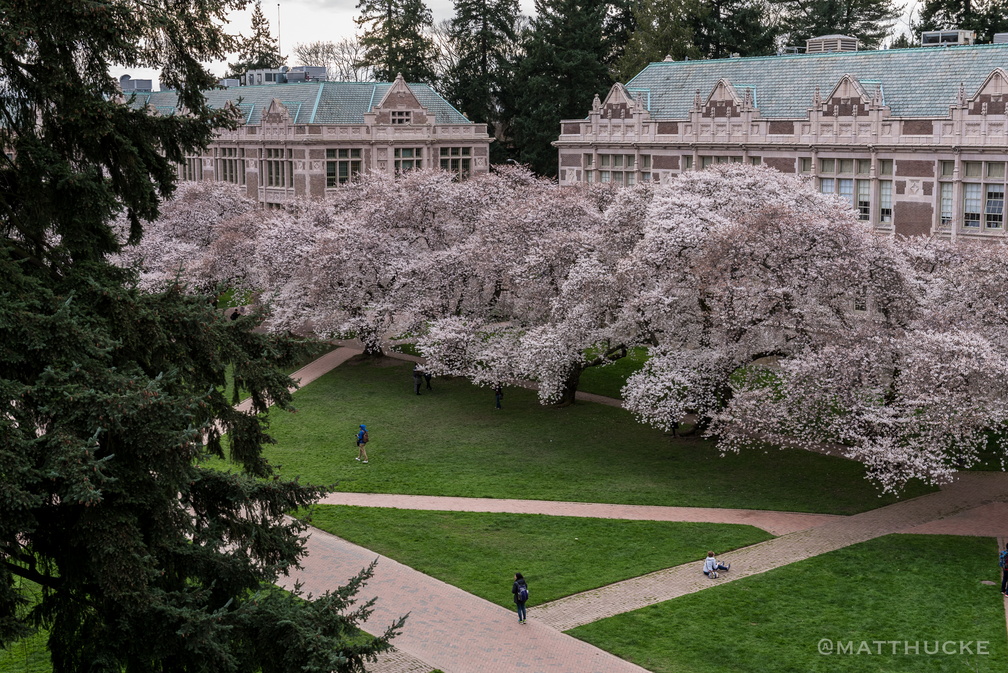 Cherry Blossoms