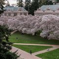 Cherry Blossoms