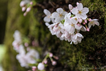 Cherry Blossoms