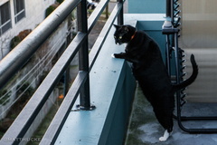 Harold in the exercise yard