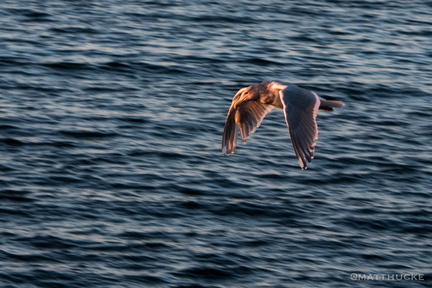 West Seattle Seagull