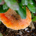 rainier fly agaric